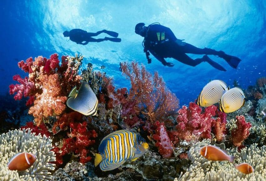 Full-Day Diving in the Red Sea